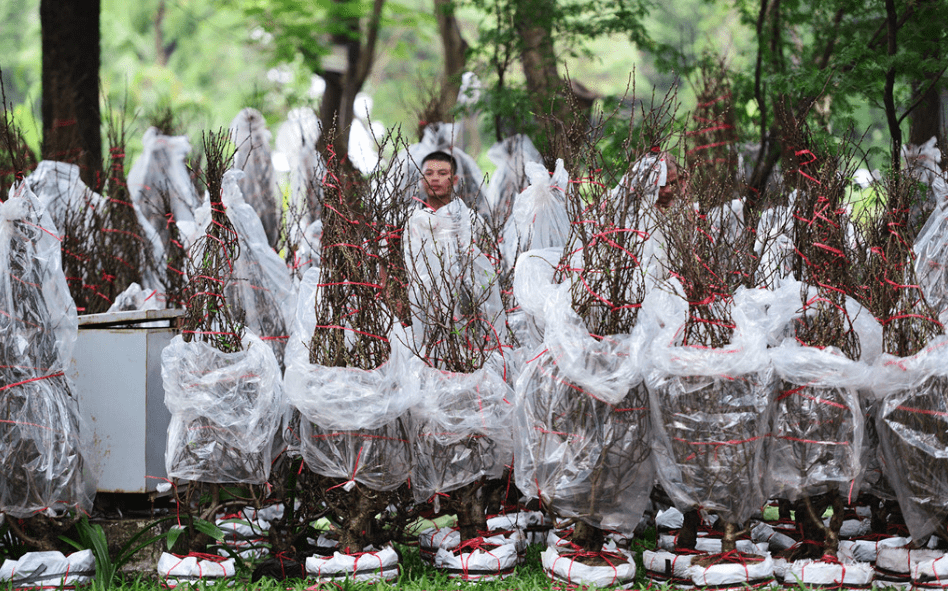 chợ hoa xuân Sài Gòn