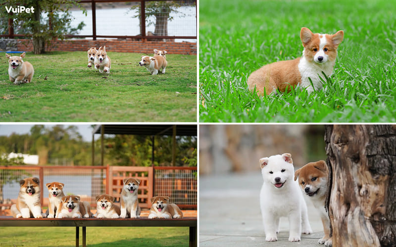 Các bé cún tại VuiPet xinh đẹp, khỏe mạnh, thân thiện