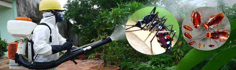 Dịch vụ diệt muỗi tại Sài Gòn